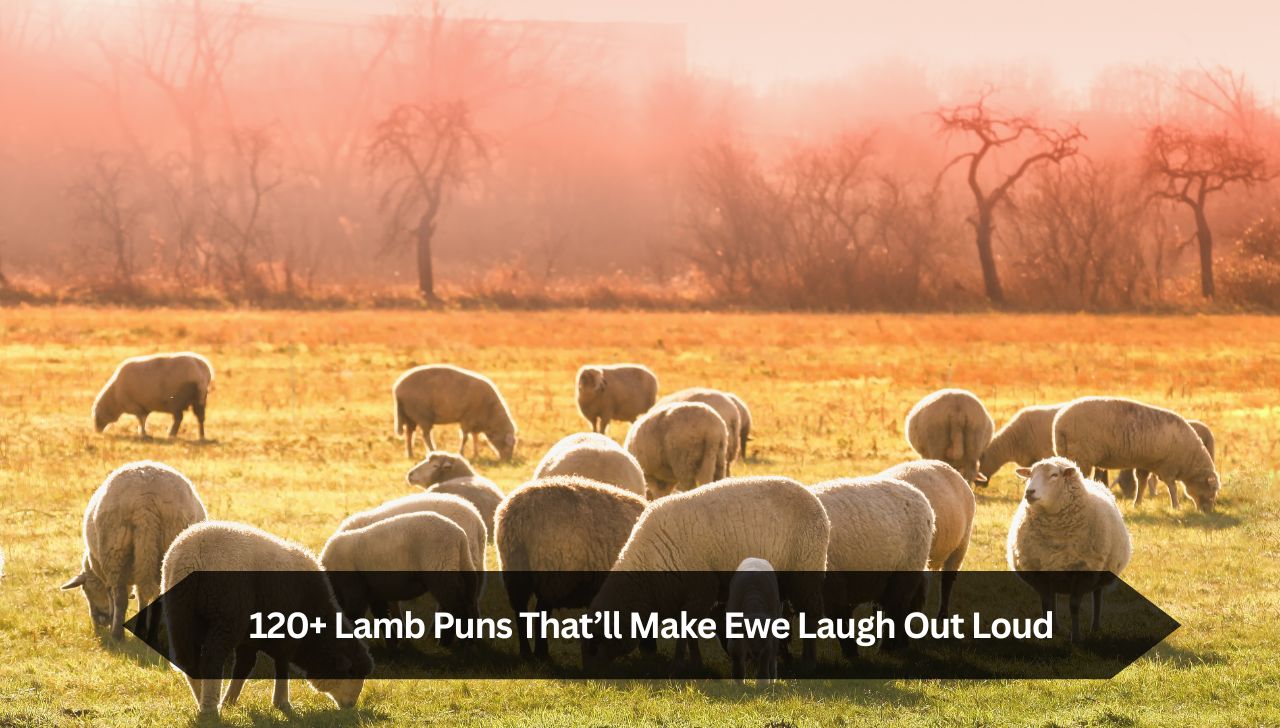 120+ Lamb Puns That’ll Make Ewe Laugh Out Loud