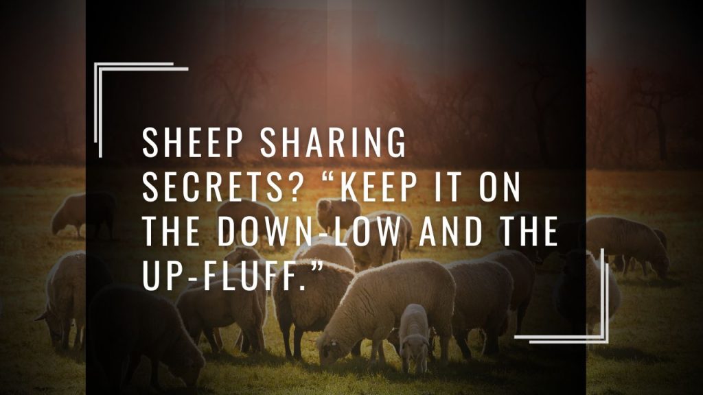 🐑 Jokes About Sheep You’ll Want to Share