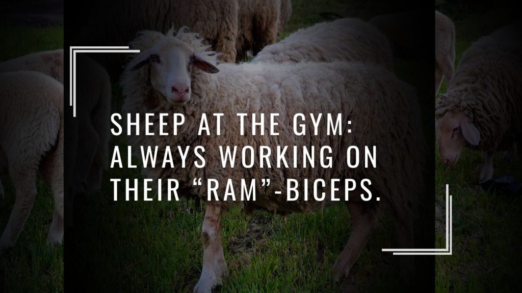 🔥 Sheep Jokes One Liners That Hit Fast and Funny
