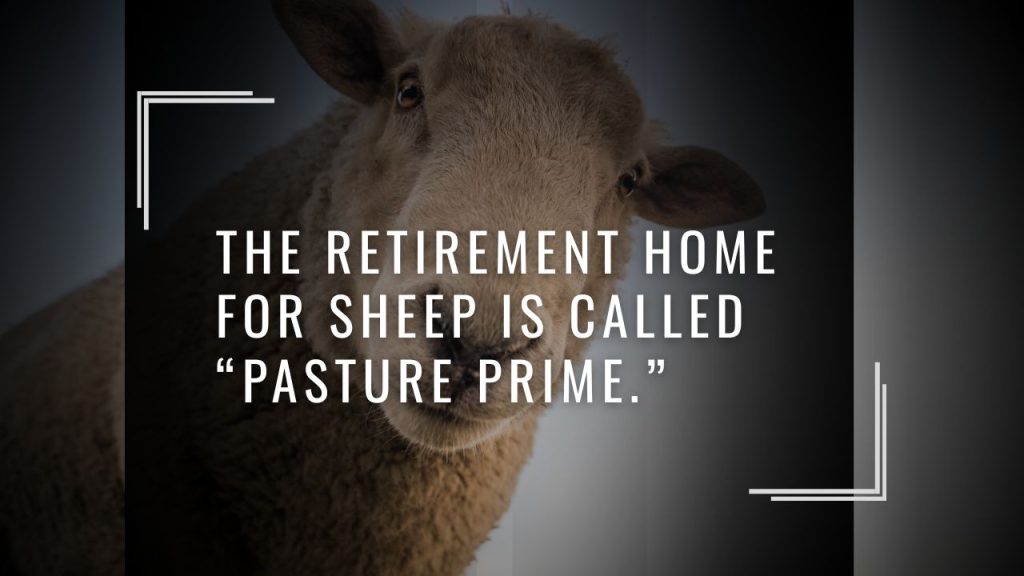 🧓 Sheep Jokes That Never Get Old