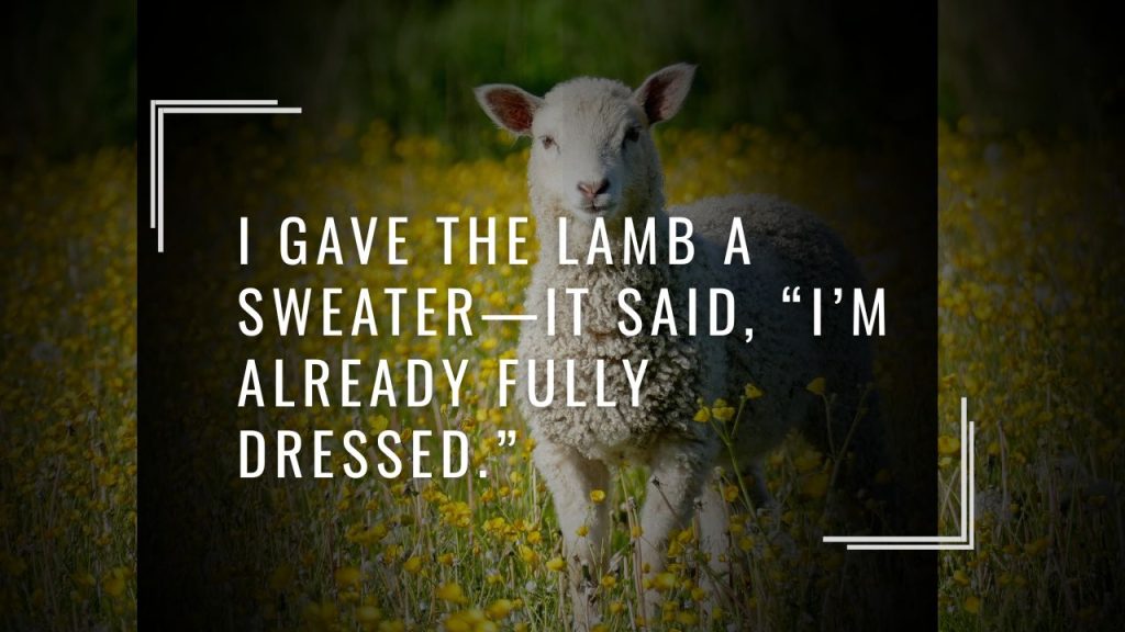 🧶 Lamb Jokes That Are Fluffy and Funny